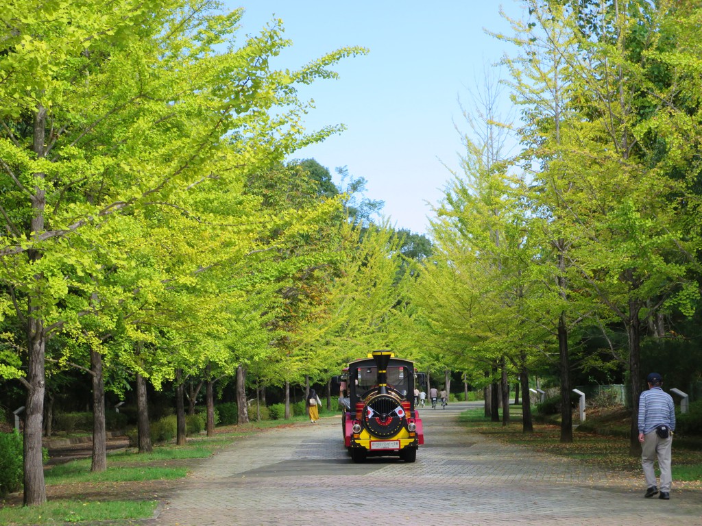 イチョウ並木紅葉情報　10月1２日（日）現在