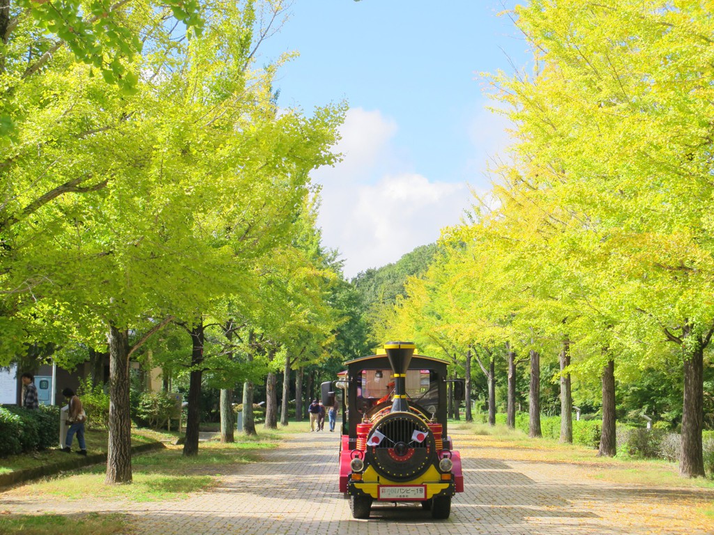 イチョウ並木紅葉情報　10月15日（水）現在
