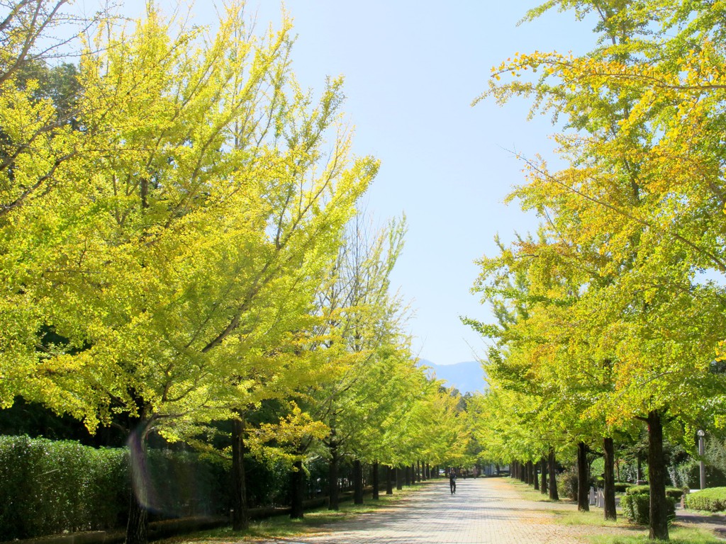 イチョウ並木紅葉情報　10月17日（金）現在