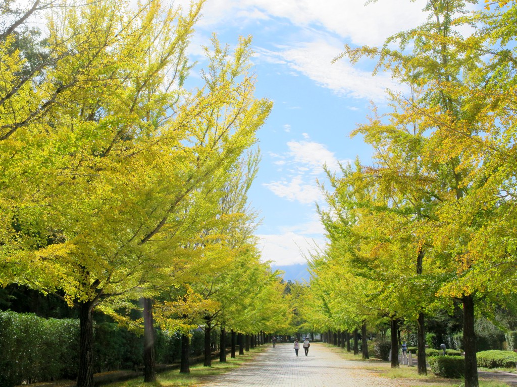 イチョウ並木紅葉情報　10月20日（月）現在