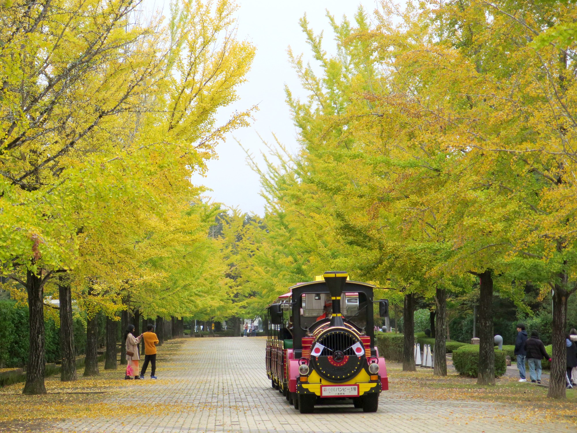 イチョウ並木紅葉情報　10月26（日）現在