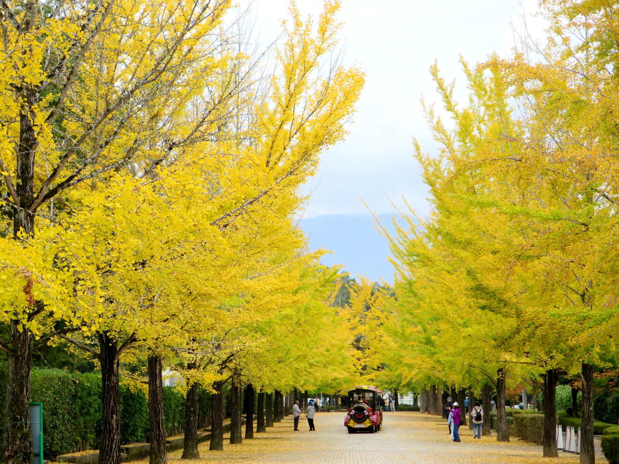 イチョウ並木紅葉情報　10月31（金）現在