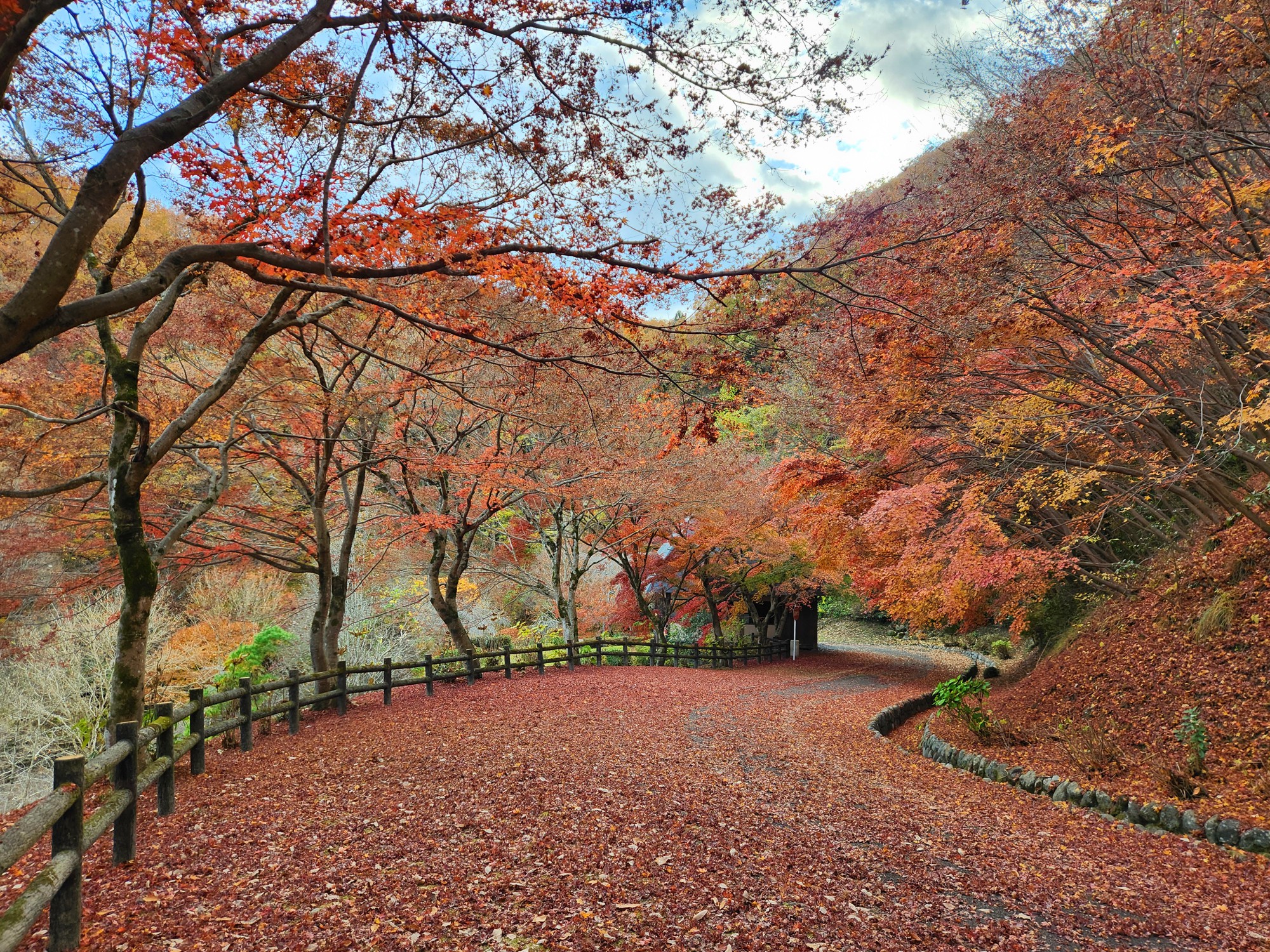 モミジ紅葉情報　11月26日（水）現在 終了