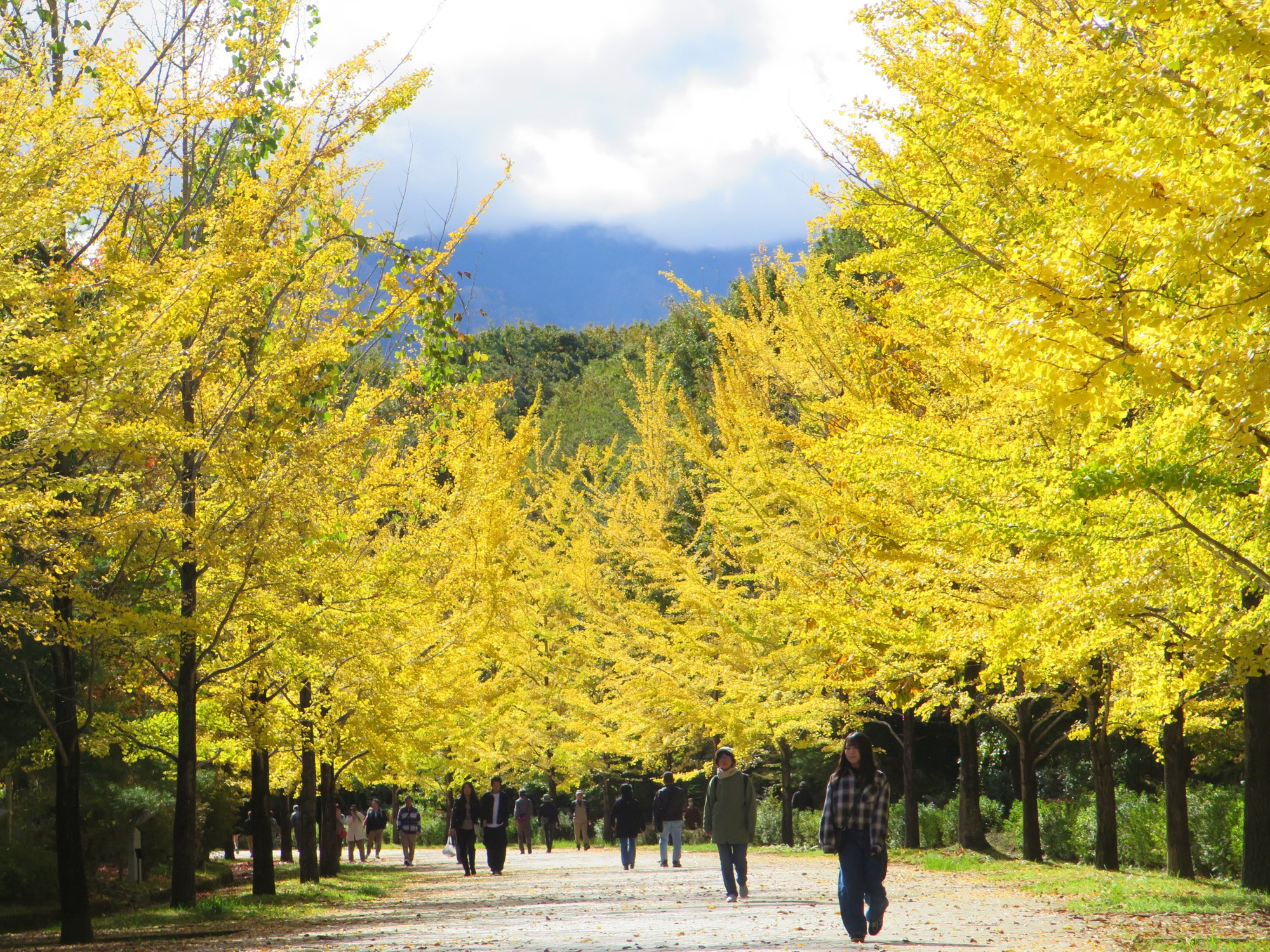 イチョウ並木紅葉情報　11月3（月祝）現在