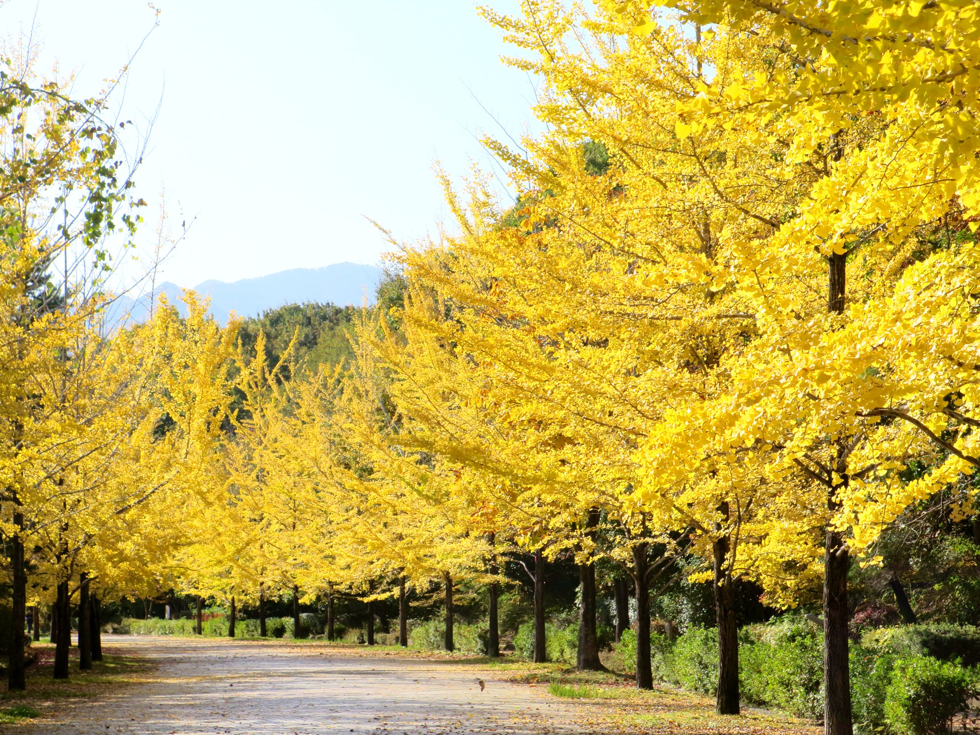 イチョウ並木紅葉情報　11月7（金）現在