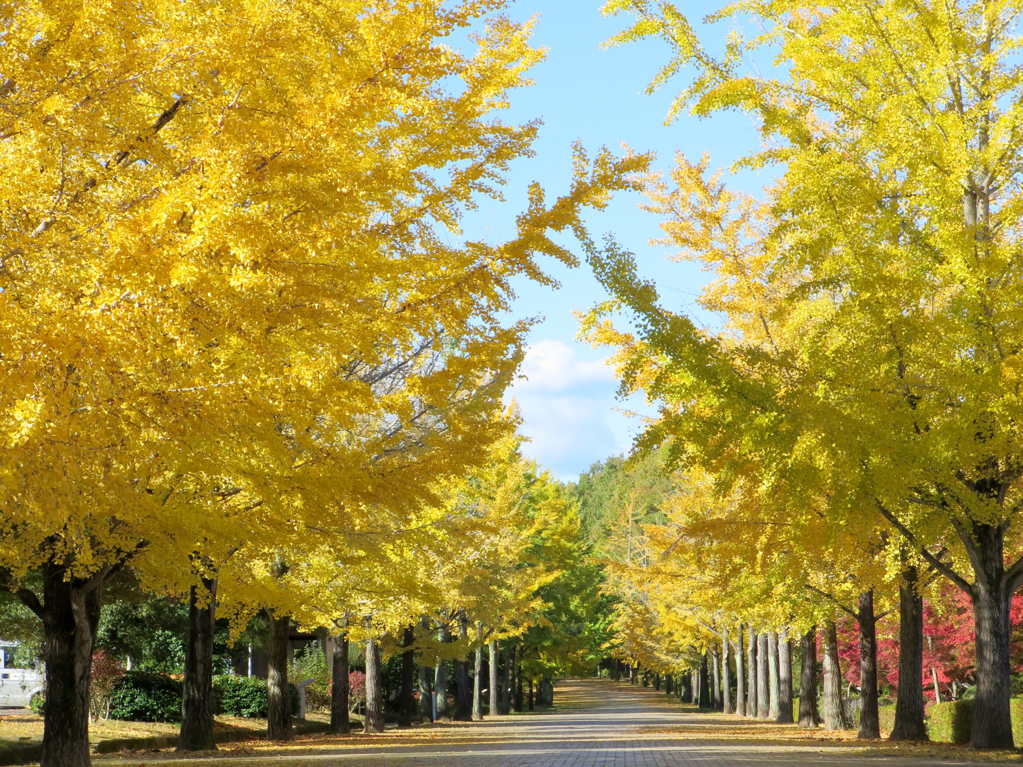 イチョウ並木紅葉情報　11月10（月）現在