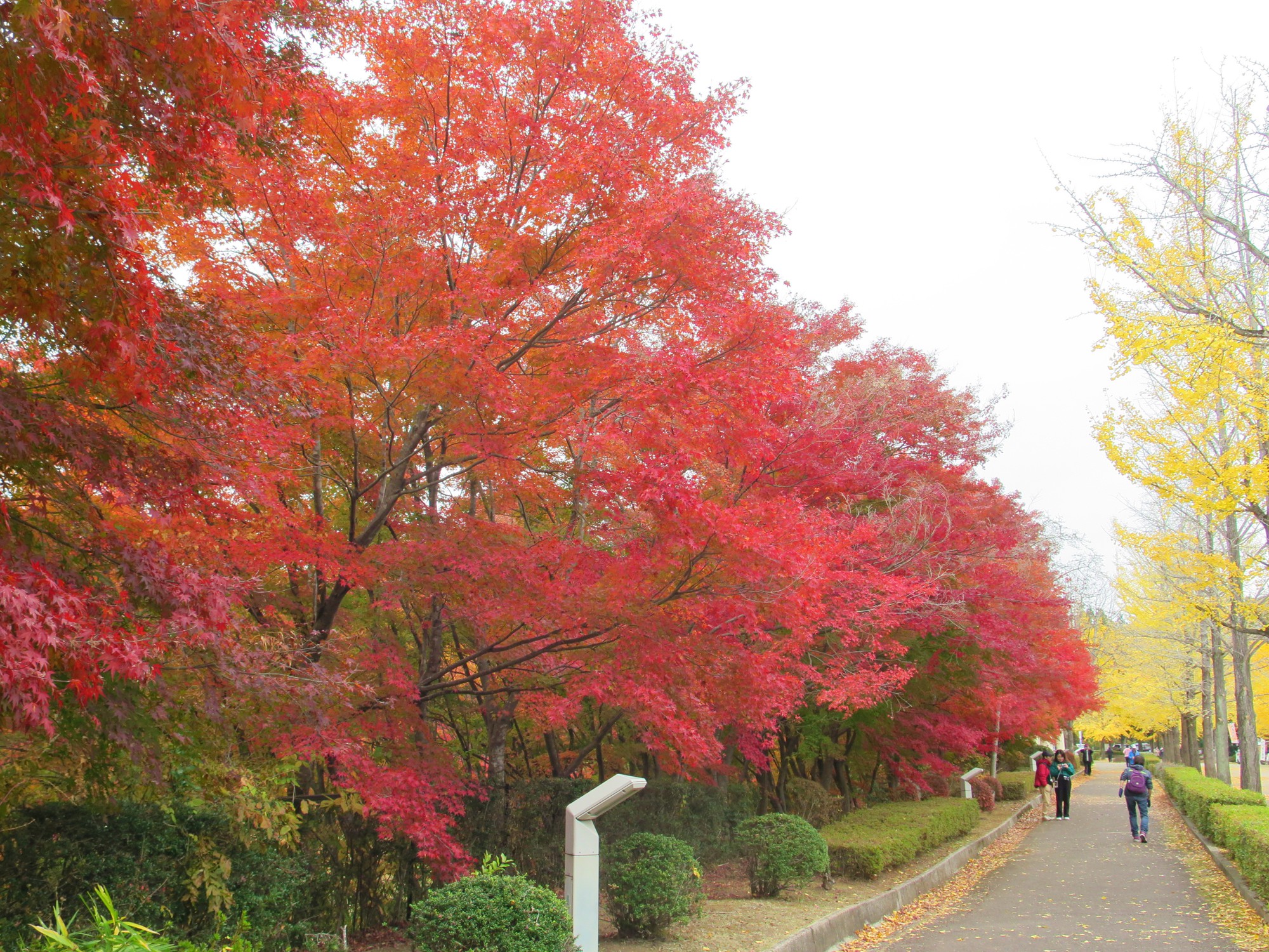 モミジ紅葉情報　11月13日（木）現在 見頃