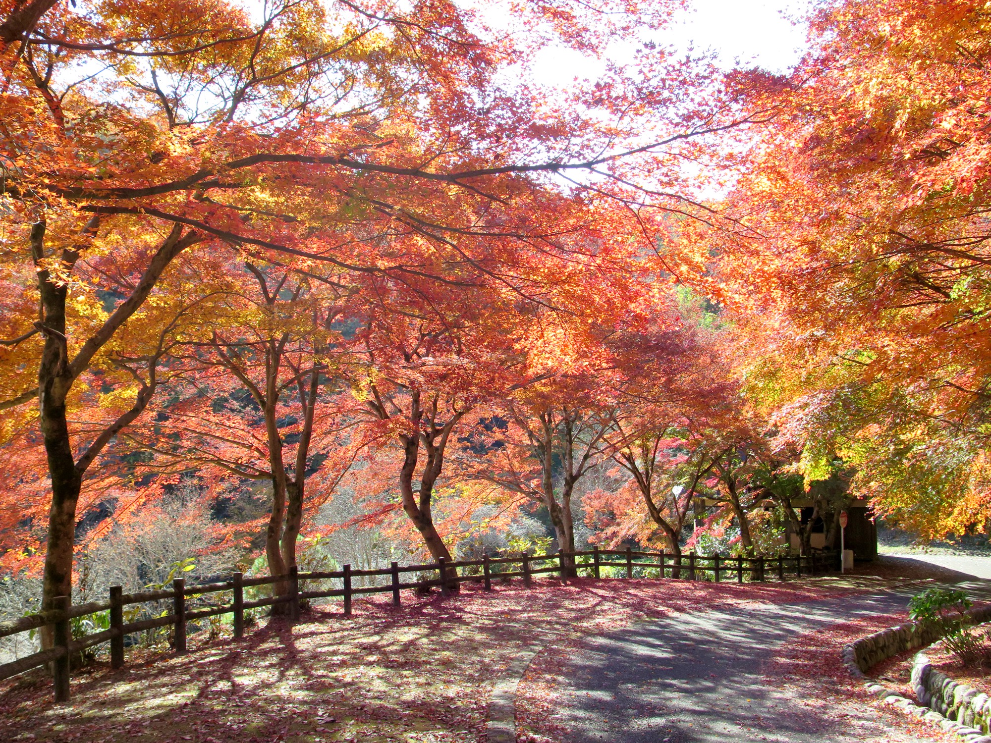 モミジ紅葉情報　11月20日（木）現在 見頃