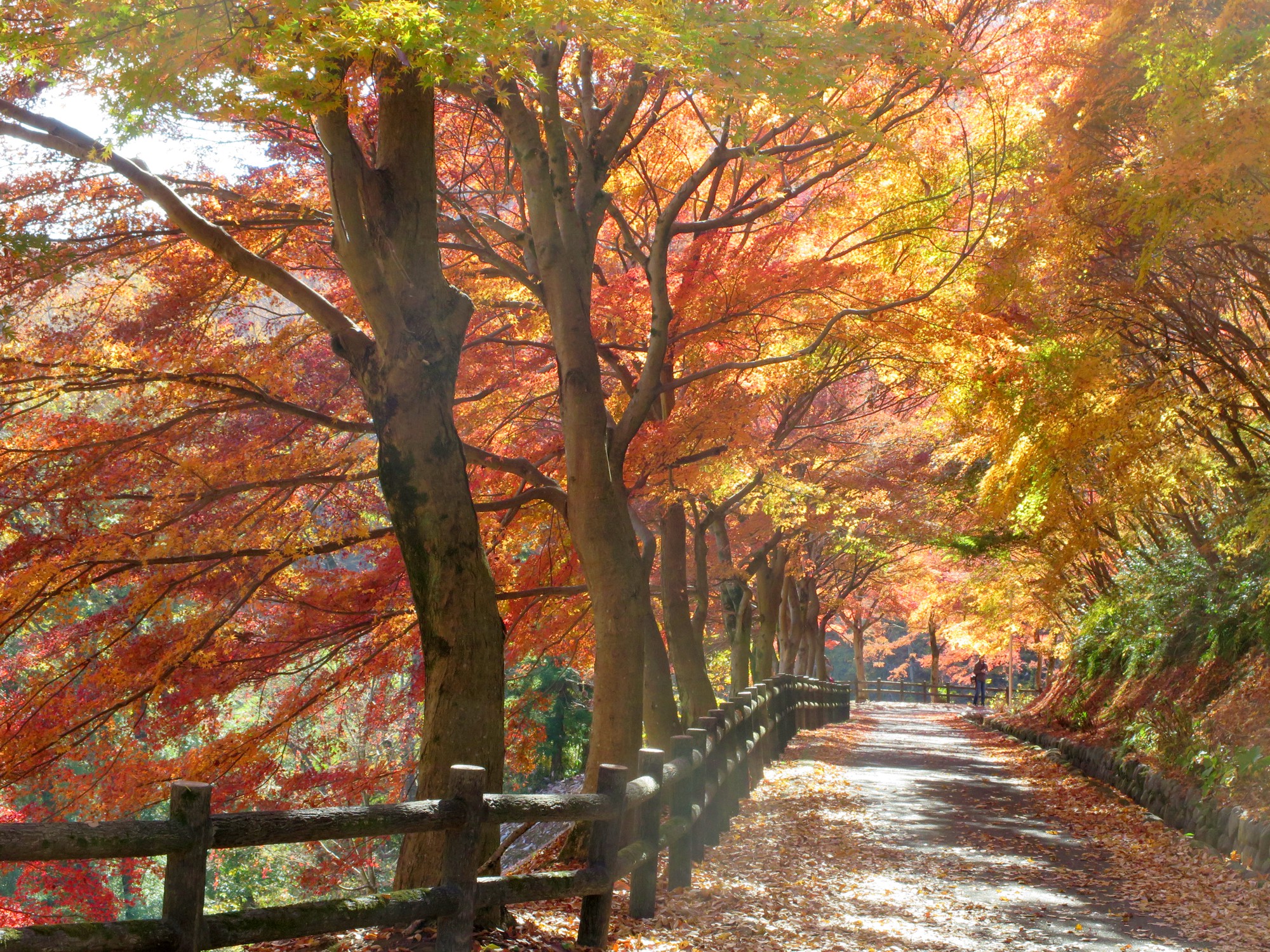 モミジ紅葉情報　11月24日（月）現在 見頃・ピーク過ぎ