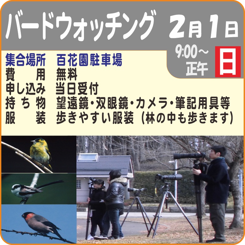 バードウォッチング