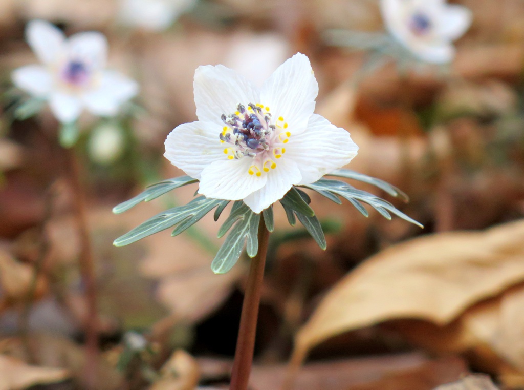 セツブンソウの開花情報 ２月１５日（晴れ）見頃