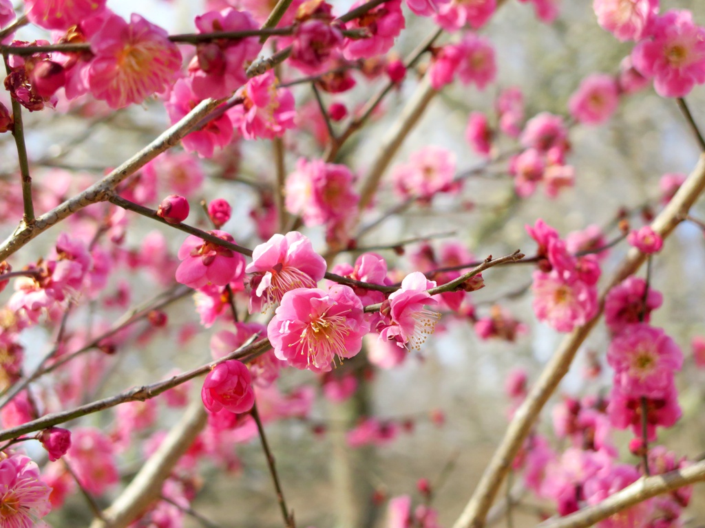 梅園 開花情報 2月2０日(金)　咲きはじめ