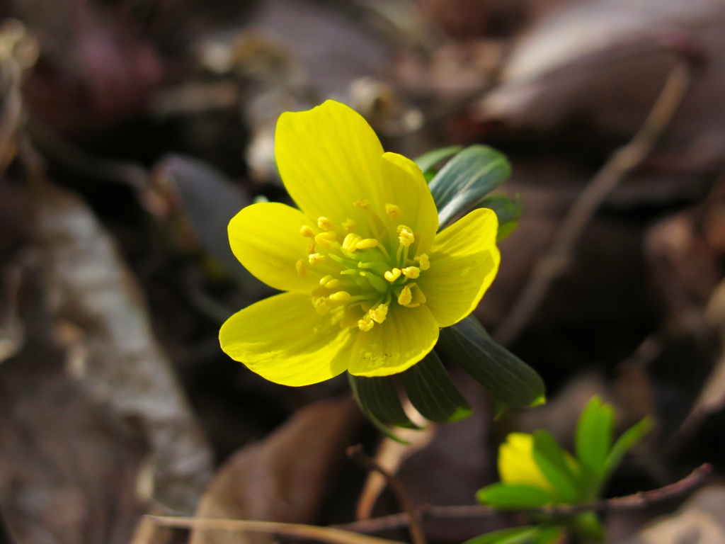 セツブンソウの開花情報 ２月２２日（晴れ）見頃