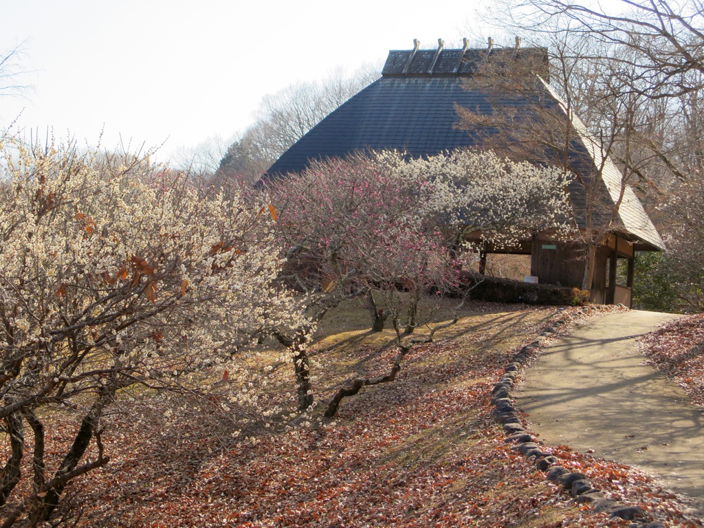 梅園 開花情報 2月22日(日)　２分咲き