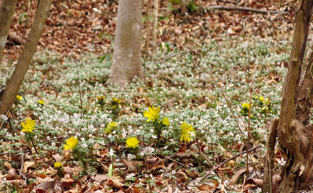 セツブンソウの開花情報 ２月２７日（曇り）ピークすぎ