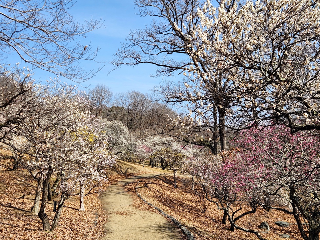 梅園 開花情報 ３月２日(月)　見頃（８分）