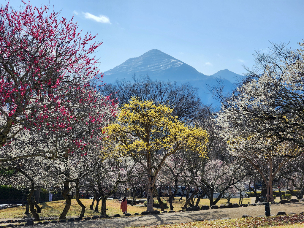 梅園 開花情報 ３月６日(金)　見頃（ピークに近い）