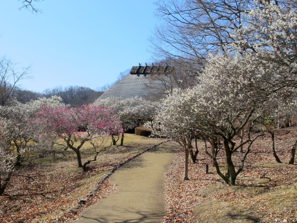 梅園 開花情報 ３月８日(日)　見頃（ピーク後半）