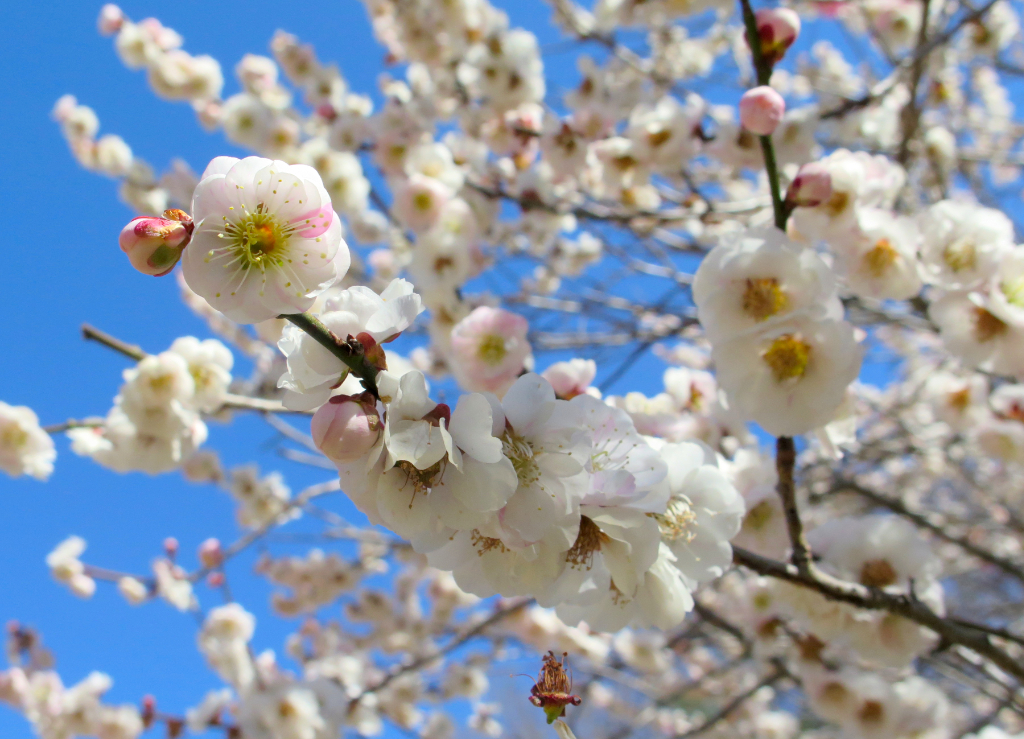 梅園 開花情報 ３月１１日(水)　見頃（ピーク後半）