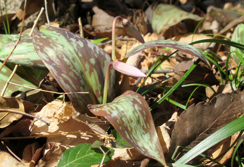 カタクリの開花状況　３月１１日（晴れ）つぼみ