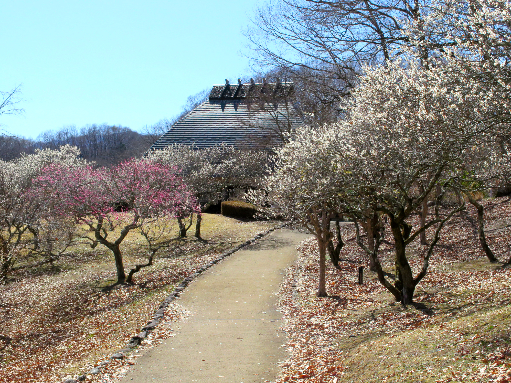 梅園 開花情報 ３月１４日(土)　ピークは過ぎた