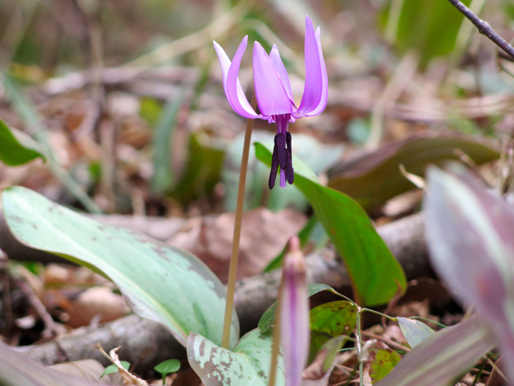 カタクリの開花状況　３月１９日（晴れ）咲き始め