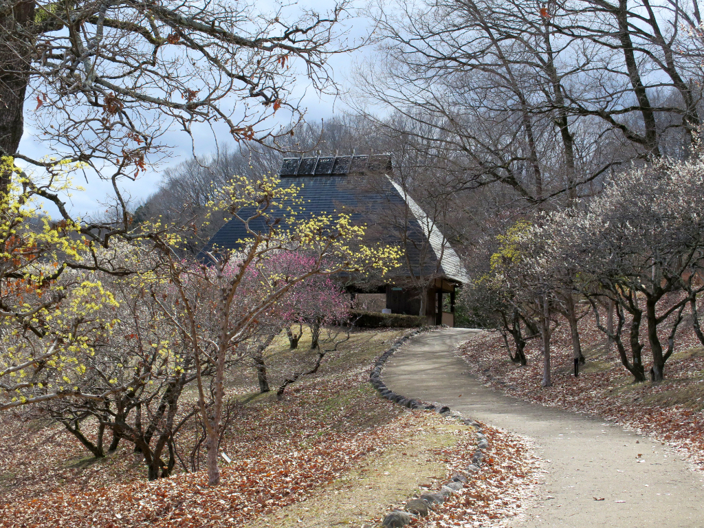 梅園 開花情報 ３月１９日(木)　ほぼ終了