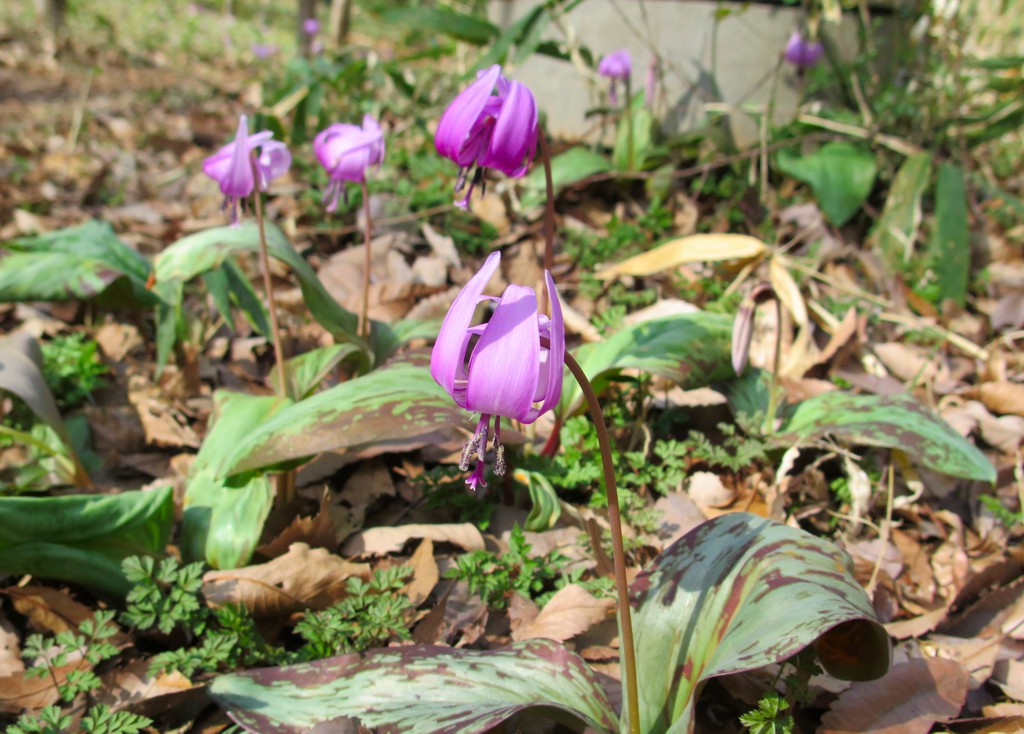 カタクリの開花状況　３月２４日（晴れ）５分咲