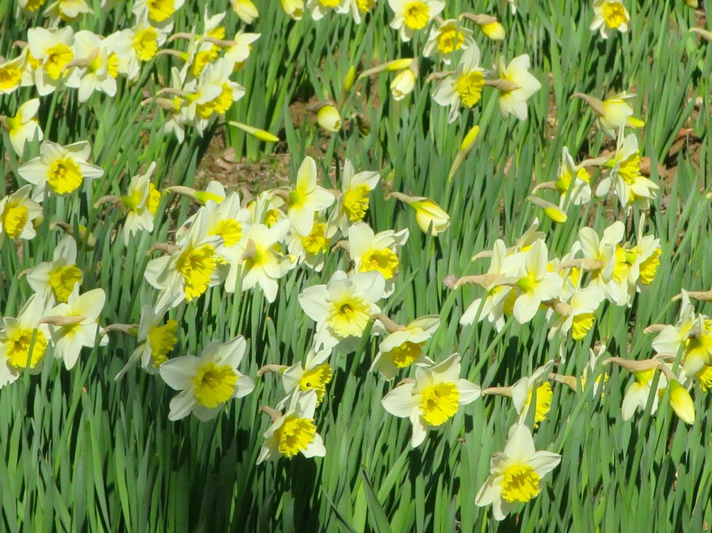 スイセンの開花状況　3月24日（晴）