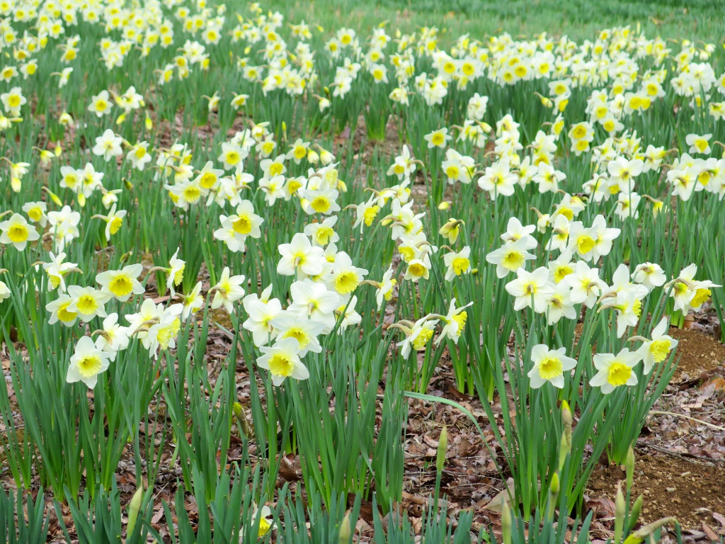 スイセンの開花状況　3月28日（晴）