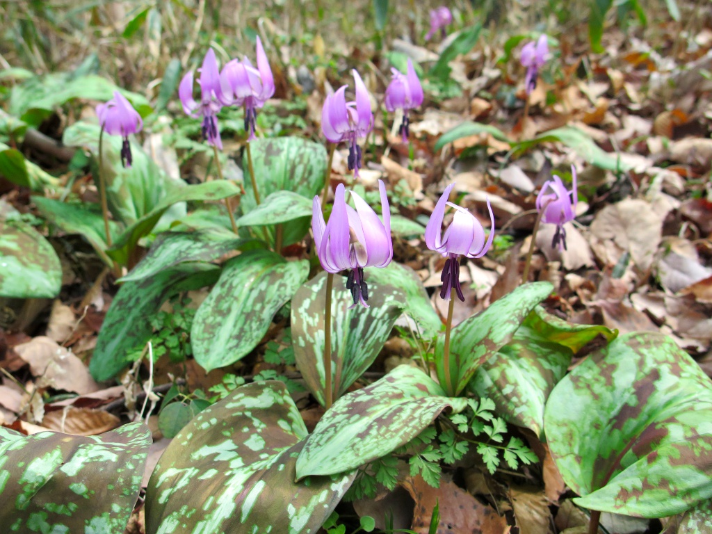 カタクリの開花状況　３月２８日（晴れ）満開（８分咲）