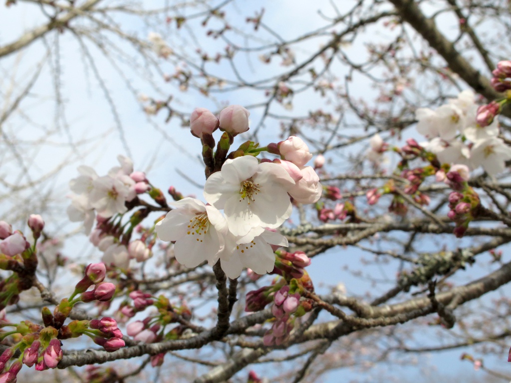 桜の開花状況　３月２８日（晴れ）１分咲き