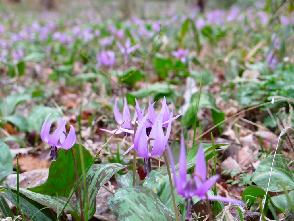 カタクリの開花状況　３月３１日（くもり）満開