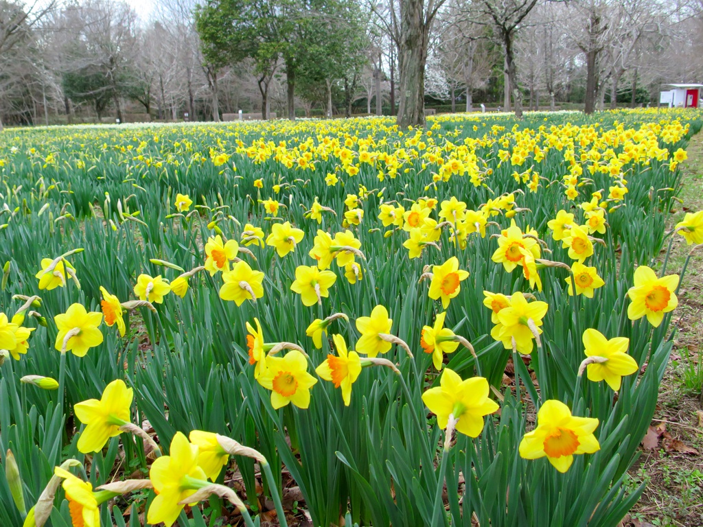 スイセンの開花状況　3月28日（晴）4割咲