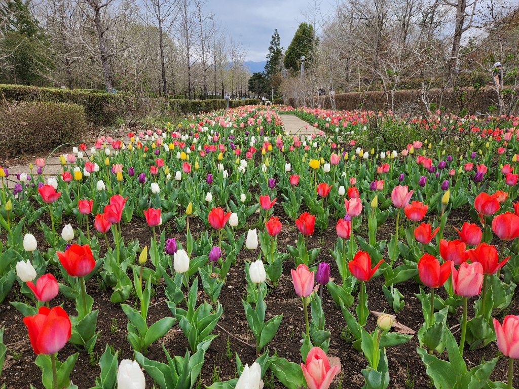チューリップ開花状況 ４月６日　見頃