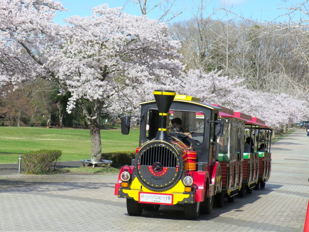 桜の開花状況　４月２日（晴れ）満開
