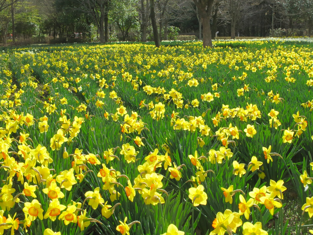 スイセンの開花状況　4月2日（晴）4割咲