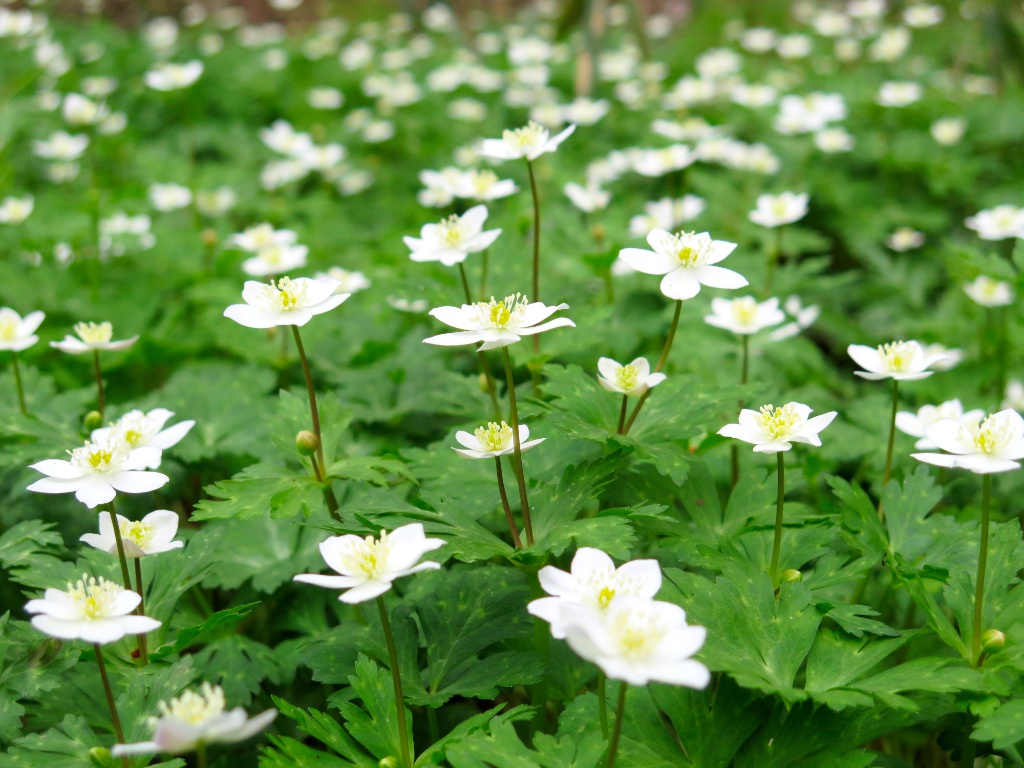 ニリンソウの開花状況　４月５日（曇り）ピーク