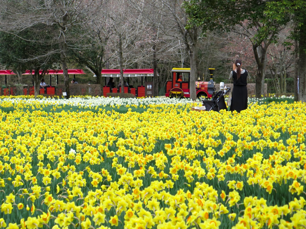 スイセンの開花状況　4月5日（曇り）見頃