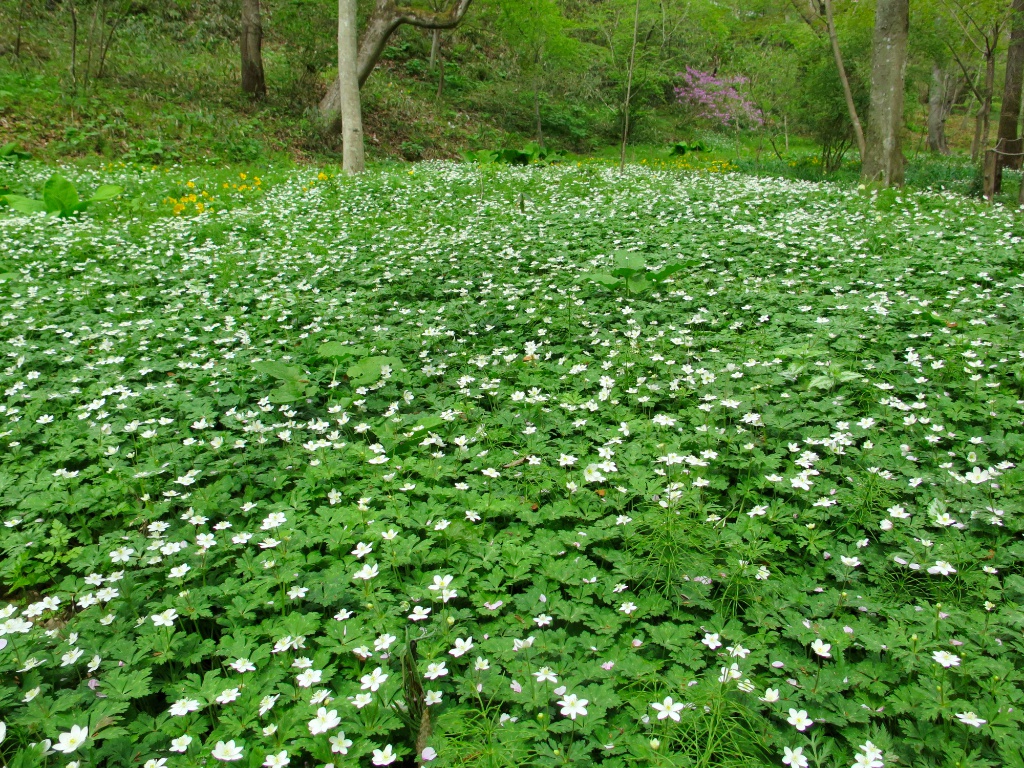 ニリンソウの開花状況　４月９日（曇り）ピーク後半