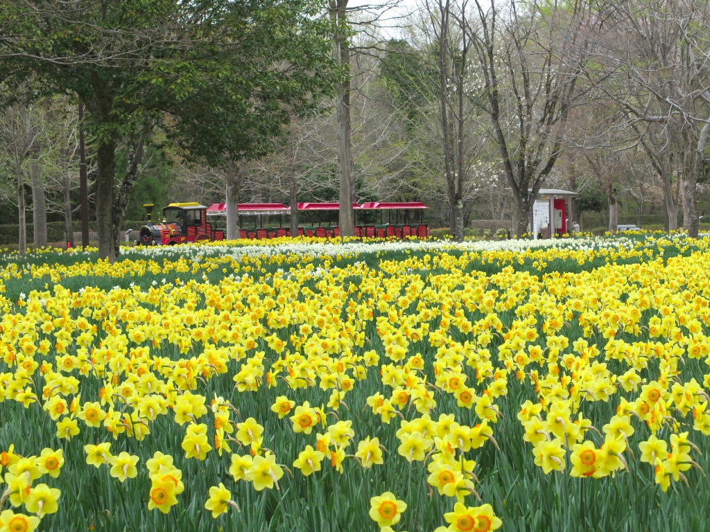 スイセンの開花状況　4月９日（曇り）ピーク