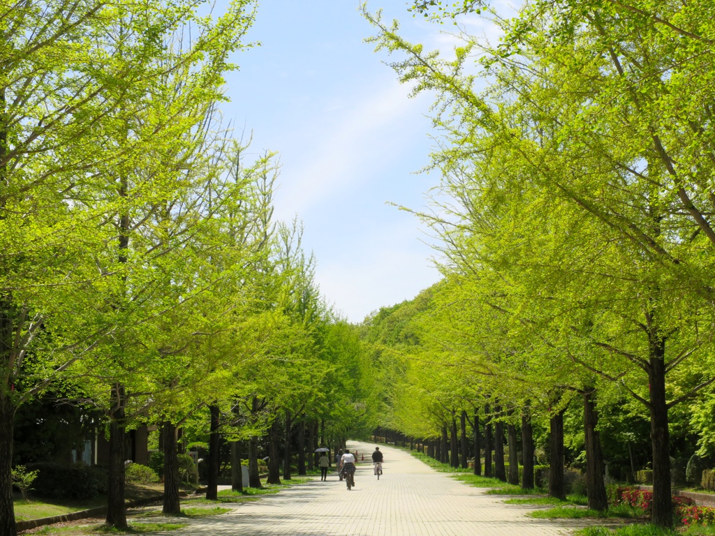 新緑　2026年4月19日（晴）新緑が深まってきました