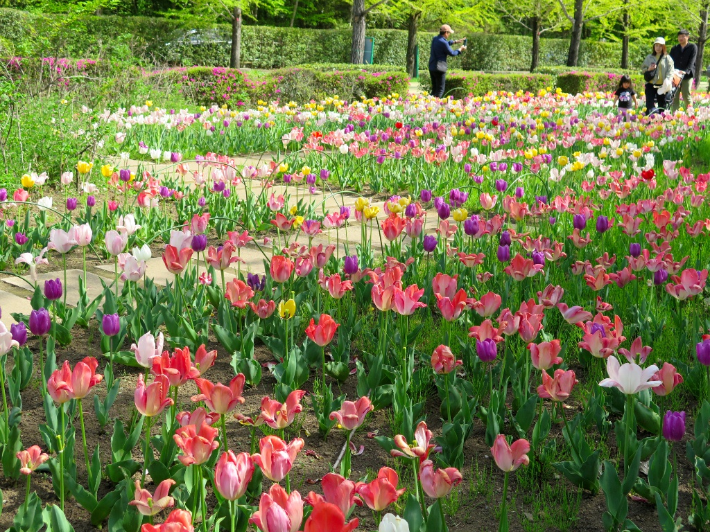 チューリップ開花状況 ４月19日　終わり際