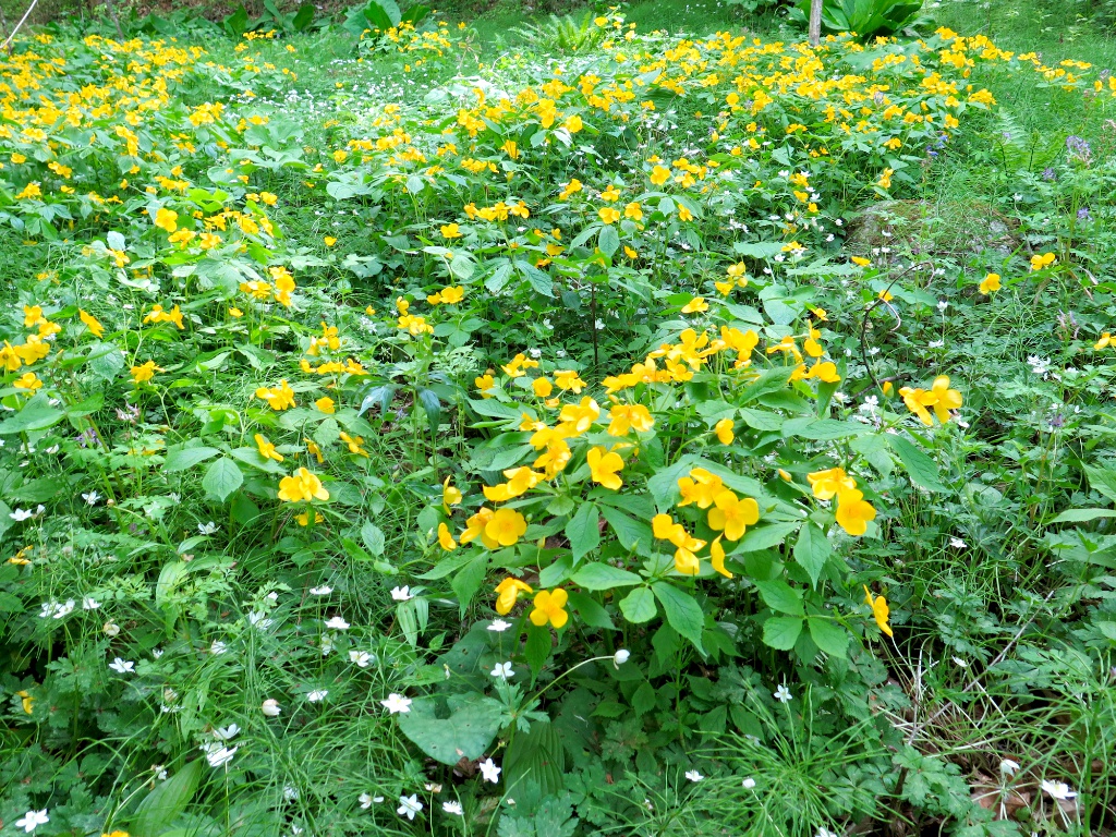 カタクリの里の開花状況　４月１９日（晴れ）ヤマブキソウが見頃