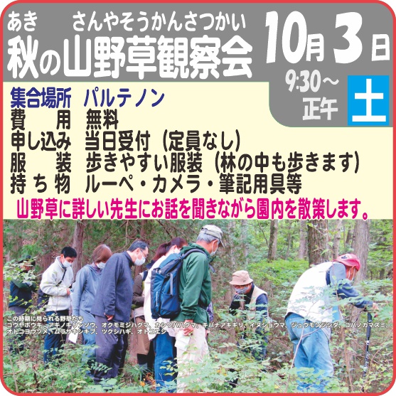 秋の山野草観察会