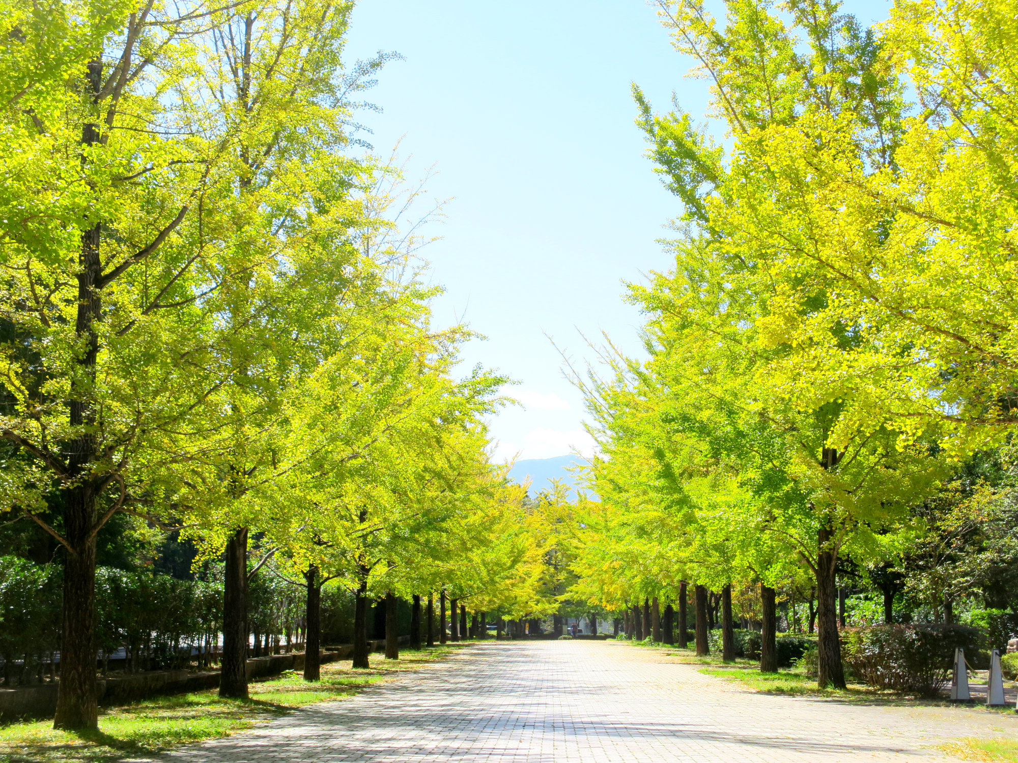 イチョウ並木紅葉情報　10月8日（木）現在