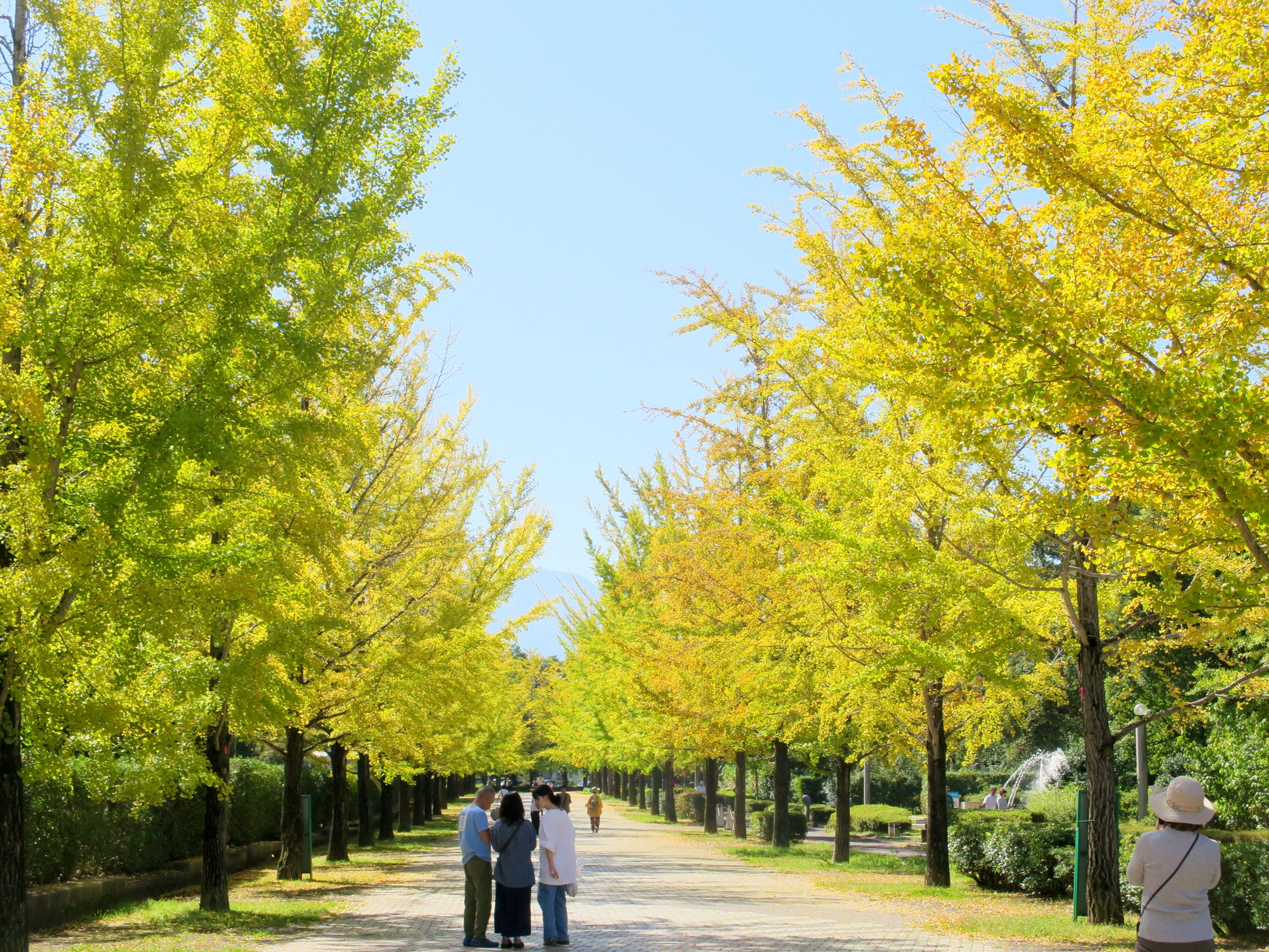 イチョウ並木紅葉情報　10月11日（日）現在