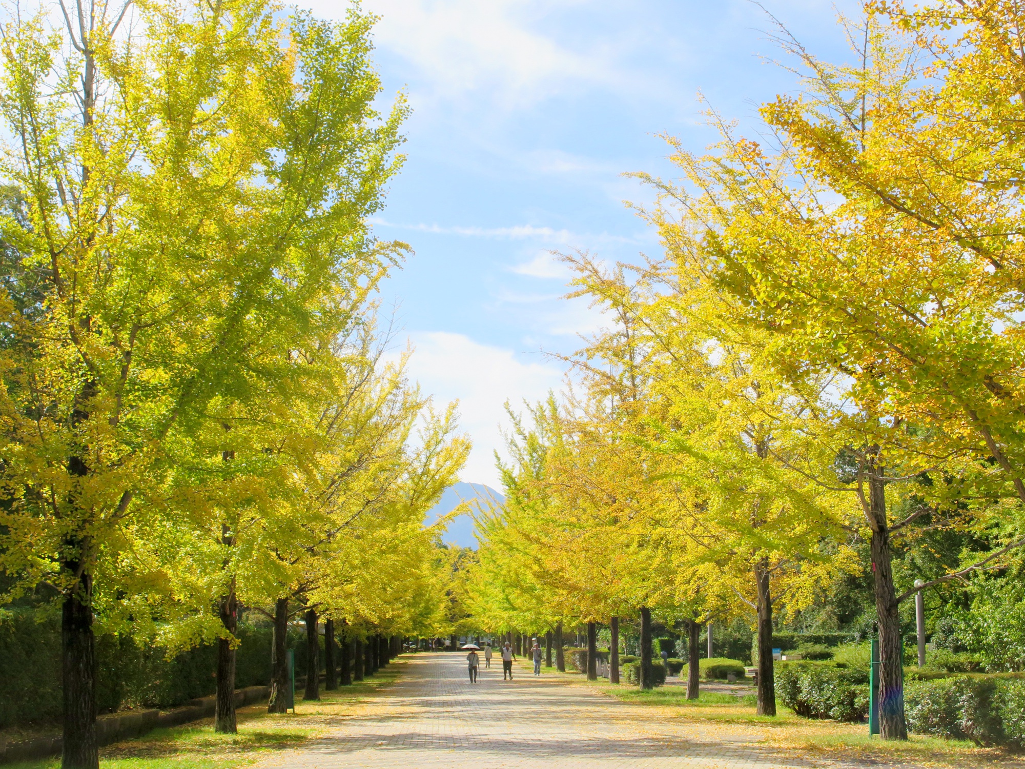 イチョウ並木紅葉情報　10月16日（金）現在
