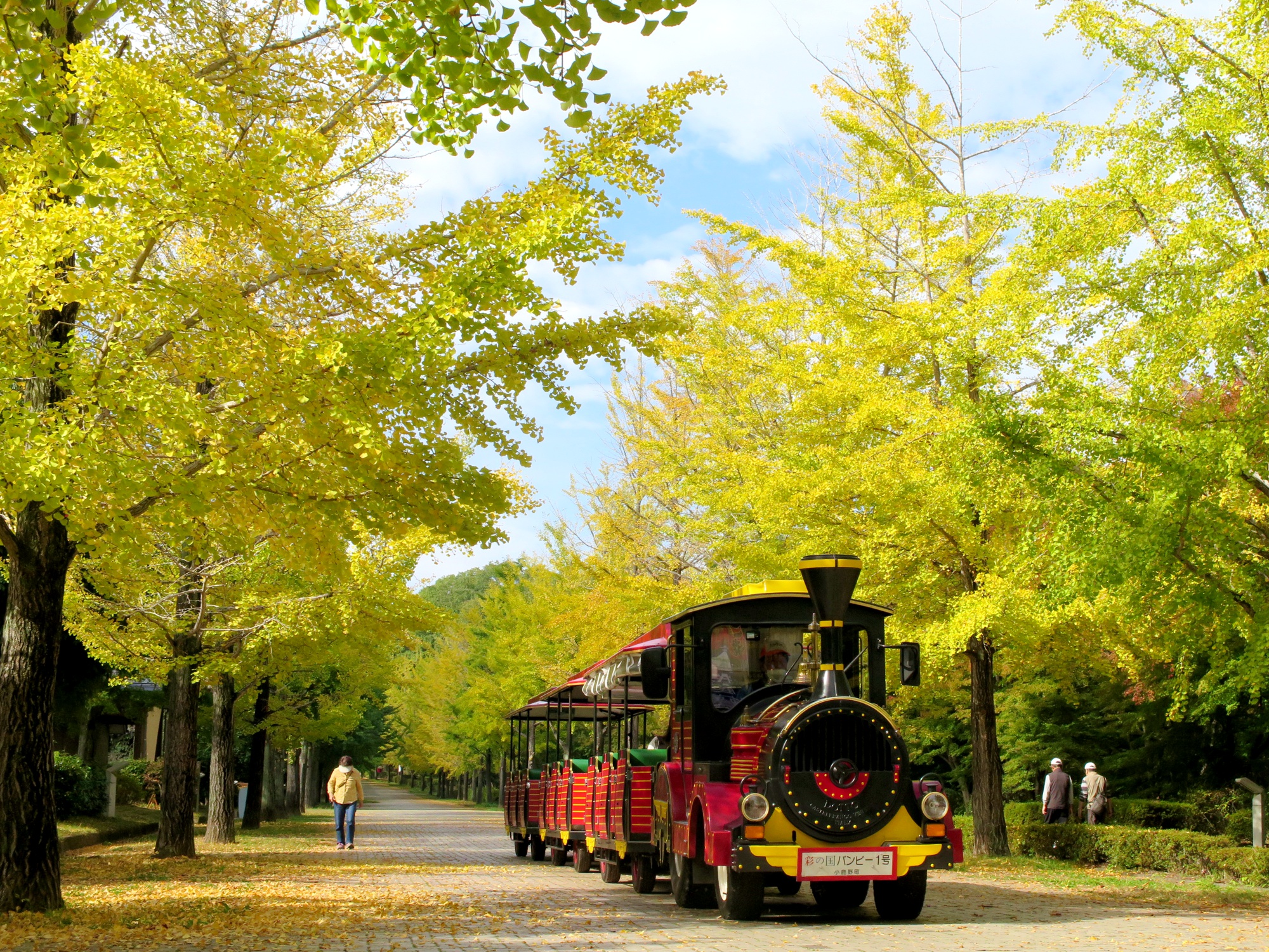 イチョウ並木紅葉情報　10月21日（水）現在