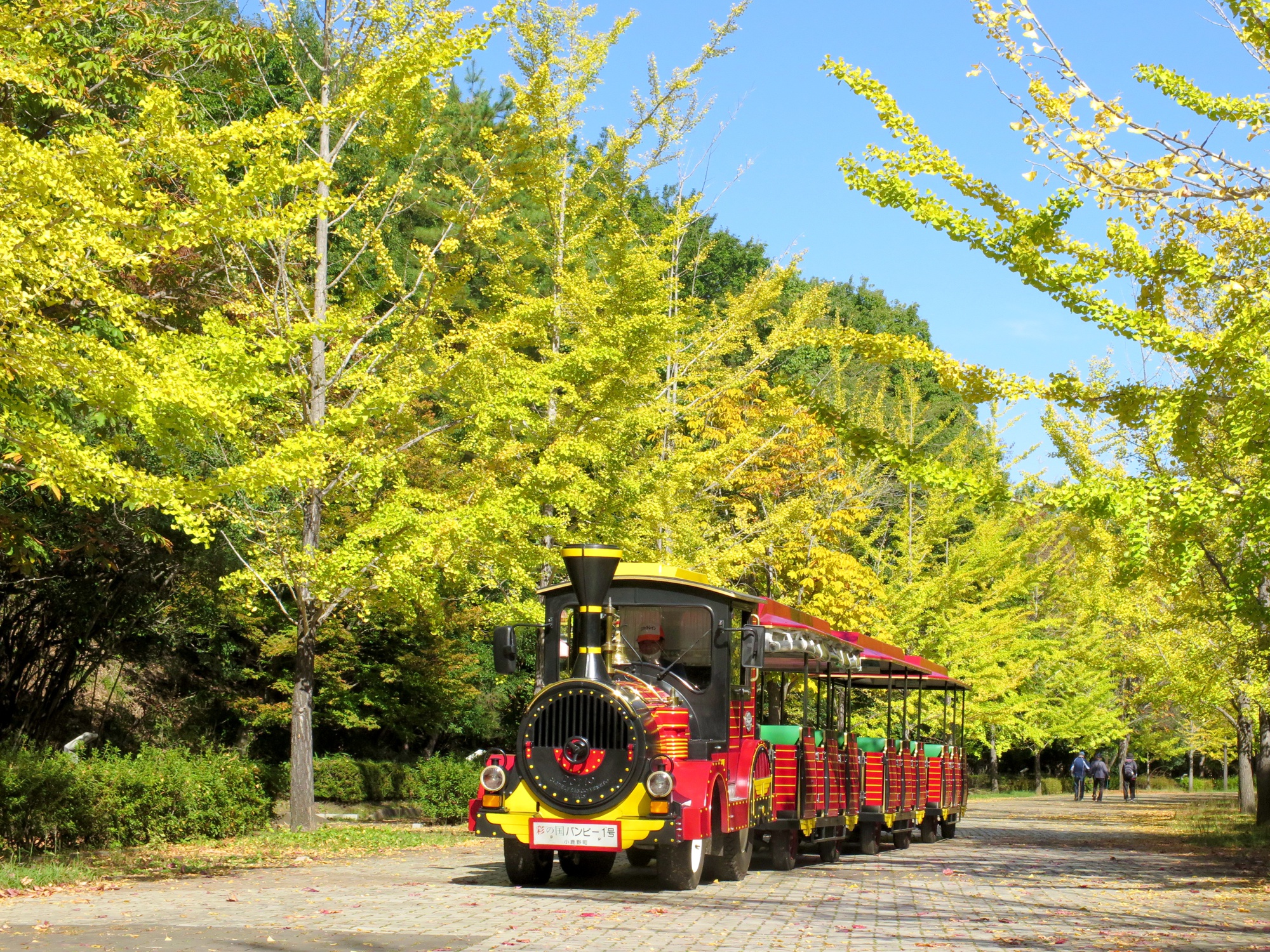 イチョウ並木紅葉情報　10月23日（金）現在